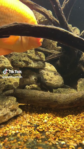 After hiding all week… the scavenger shows up to let you know he is still there … ready to steal the show… when he feels like it. #scavenger #brownhaplo #catfish #fishtank #aquarium #aquariumlife