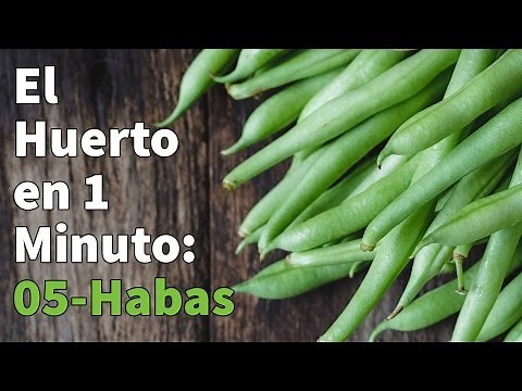 Como Sembrar Habas Paso a Paso con Éxito 👩‍🌾 Cultivo del Haba 👩‍🌾 Cómo plantar habas👩‍🌾👨‍🌾