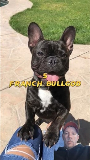 Small Dog Breeds Of The World #shorts #dog #pets