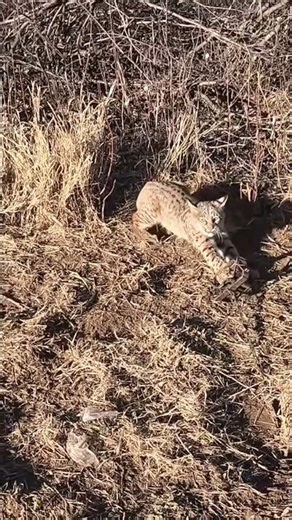 Bobcat Outside Bend #trapping#bobcat #dryland