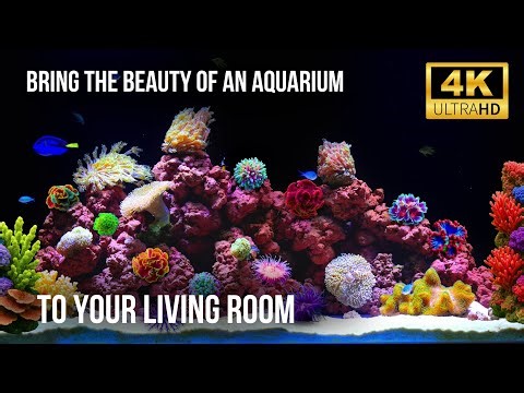 🧘‍♂️ Coral Reef Aquarium 4K | 12 Hours of Calming Water Sounds for Sleep & Relaxation
