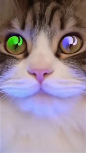 Teacher Cat Forcing Homework 😹✏️ #MeowXFun #catvideos