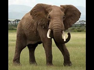 African Elephant Trumpet 🐘 🔊