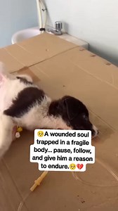 39K views · 2.5K reactions | "A wounded soul trapped in a fragile body… pause, follow, and give him a reason to endure."#SadDog #InjuredDog #StrayDogLove #DogRescue #PrayForDogs #AnimalInNeed #SaveStrayDogs #DogSupport #FollowForLove #DogAwareness #DogsOfFacebook #PuppyPain #StreetDogCare #AnimalPrayers #DogsDeserveBetter | Snout Stories | Facebook