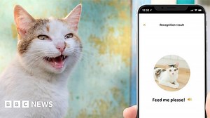MeowTalk: Alexa developer’s app to translate cat’s miaow