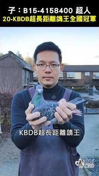 【佛斯海德】直子入賞KBDB鴿王全國冠軍🏆 B10-4070805 超人媽媽