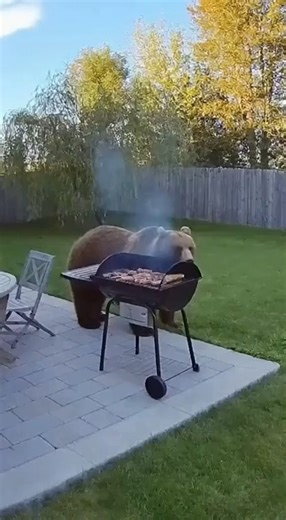 8.8K views · 15 reactions | When the bear finds out he wasn’t invited  | Beauty Pop Max | Facebook