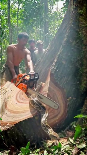 Uncovering a Giant in the Woods #woodworking#chainsaw#treecutting