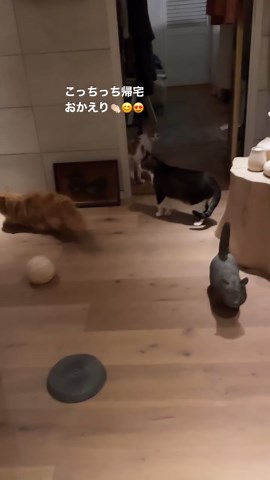 石田ゆり子 Yuriko Ishida on Instagram: "こっちっち、無事に帰宅。 12時間ぶりの帰宅です。 動物病院の先生、看護師さん、 病院に連れて行ってくれたマネージャー、 そして心配してくださった皆様。 ありがとうございました。 尻尾立てて歩いてます！ これぞご機嫌の証です👏🏻👏🏻👏🏻😭 嬉しいです。 おかえり、こっちっち。"