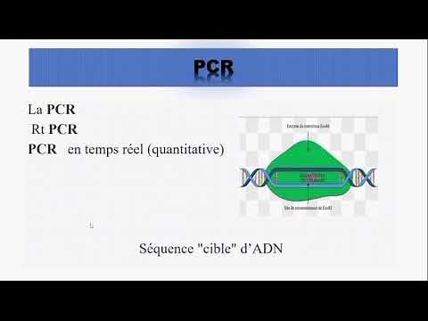 Technique de La PCR classique, rt PCR et PRC en temps réel.