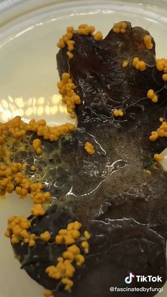 Exploring Cytoplasmic Streaming in Slime Molds