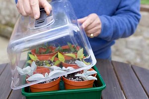 How to harden off plants