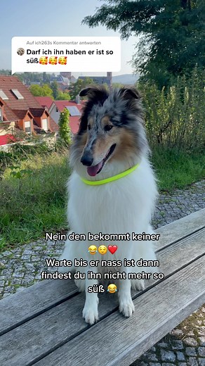 lustige Antwort von Collie-Joshi ❤️😂