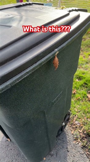 Anyone know what this is? #cocoon #egg #bugs #bees #alien #aliens #whatisit #prayingmantis #spider