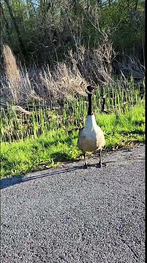 A Hissing Goose!