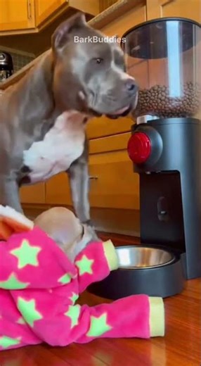 Pit Bull Fixes Everything 😂 #dog #funnydogs #pets #funnyanimals #short#viralshort