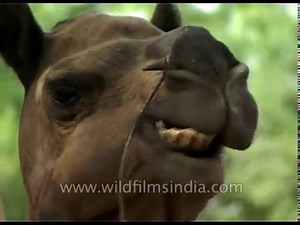 Camel enjoys munching - he has sharp teeth!