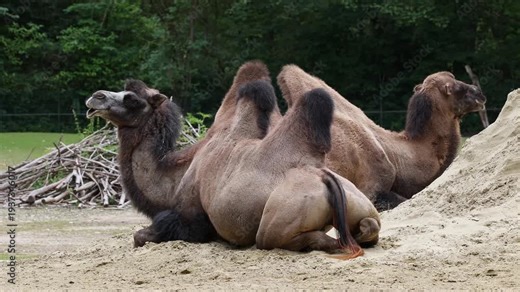 The Bactrian camel, Camelus bactrianus is a large, even-toed ungulate native to the steppes of Central Asia. The Bactrian camel has two humps on its back