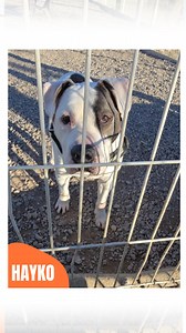 ✨ADOPTÉ Hayko est l'un des plus vieux chiens présents au refuge. Notre petit papi n'en reste pas moins le chouchou de nos bénévoles 🐾 Notre loulou aime prendre son temps sur les balades. Curieux et affectueux, il a su conquérir le coeur de nos bénévoles avec sa personnalité affirmée. En effet, ils font preuve de douceur avec ce papi de 13 ans ❤️‍🩹 | SPA Montpellier