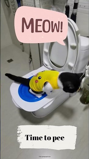 toilet training a cat🐾 #cat #training #toilettraining