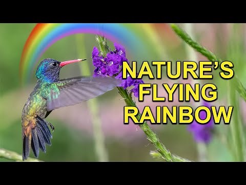 Hummingbird with Rainbow Colors 🌈