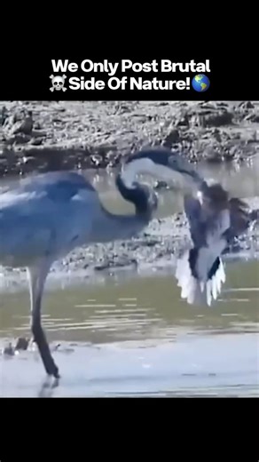 Brutality of Nature — The Wild’s Dark Side | 🪶⚡ Heron vs. Prey — Brutal Predator Strike! 🩸🌊 In the still waters of the wetlands, a heron proves that even serene landscapes hide deadly... | Instagram