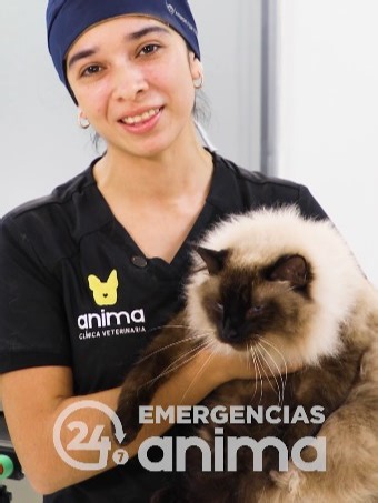 Cuando algo inesperado ocurre, estamos aquí para ayudarte.🚨 Nuestro equipo de emergencias está preparado para atender a tu mascota con rapidez, precisión y mucho amor. De día o de noche, en Anima cuidamos de ellos cuando más lo necesitan. 🐾💙 📲 PBX: 2323-9570 🏥 22 calle 14-76 zona 13