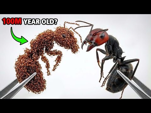 1,000 Ants Crazy VS Giant Ants | The evolutionary process of Ants 😱 ANTTREK Simulation
