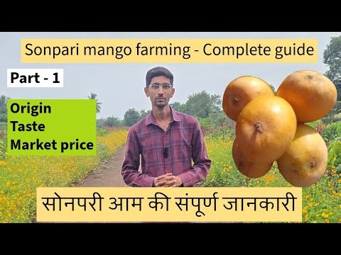 Part 1- Sonpari Mango Farming in India | Complete Guide | Mango of the future!