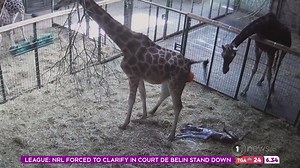 If you’ve ever wanted to see what a baby giraffe looks like arriving into the world – look no further. | Breakfast