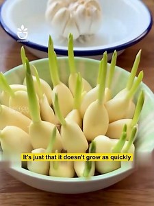 Hydroponic garlic cultivation #garden #gardening #gardentips #gardencare #tipsforgarden #foryou