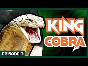 Our EXOTIC Snake Collection | Venom Diaries