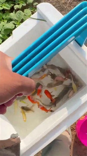 POV: You Found the Cutest Fish 🐟 #fishvideo #funny