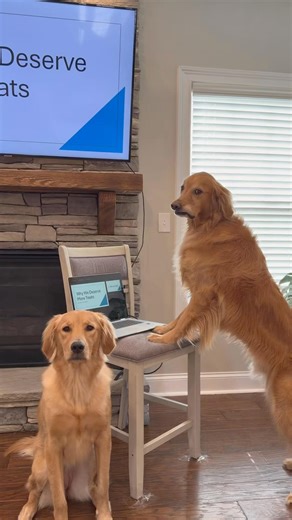 My dog made a PowerPoint presentation 😂