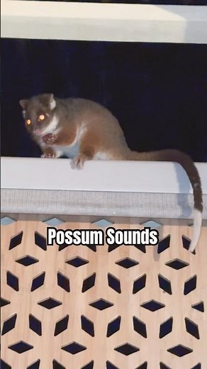 Possum Sounds