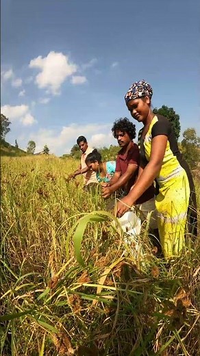 Andhra Pradesh tribal farming_Indian village lifestyle_top hill farming in tribe
