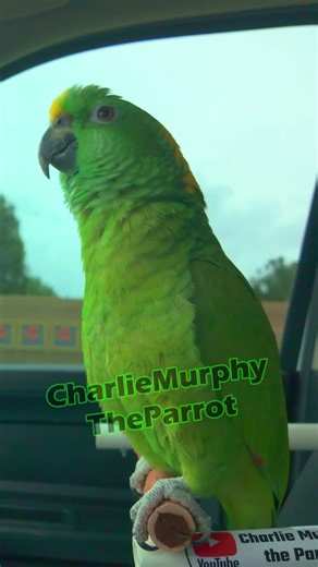 Charlie Murphy the Parrot sings pacman opera? #parrot #talkingparrot #birds