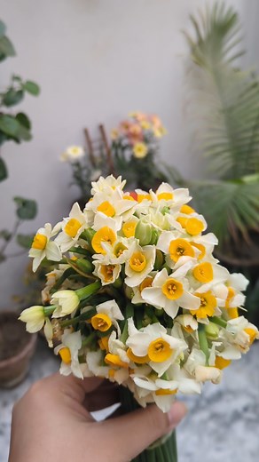 Daffodils addition to my terrace garden 😍 #daffodils #shorts #flowers