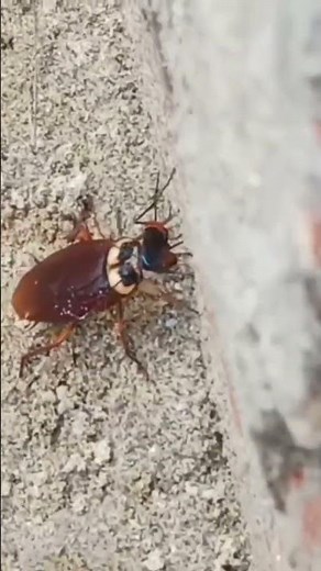 Emerald cockroach wasp insect
