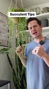 85K views · 2K reactions | Trailing succulents often don’t get enough light indoors due to their lack of light. They’re very simple plants, but specific in their care! I hope these tips help you be more successful with them, or inspire you to try again. #houseplants #plants | Tanner The Planter | Facebook