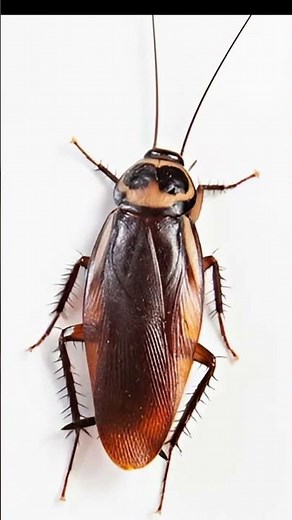 Cockroach sound effect #cockroachsound