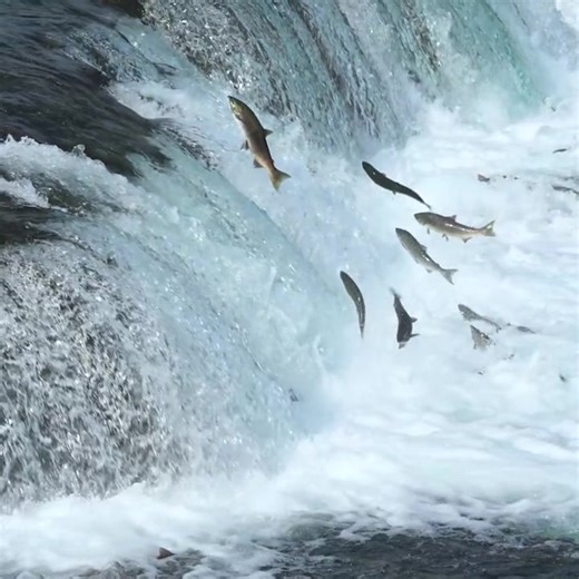 How does a two-foot-long salmon scale a six-foot-tall waterfall? 🤔 With athleticism and sheer determination. 💪 Every July, hundreds of thousands of sockeye salmon return to the Brooks River in Katmai National Park to spawn, and they must jump Brooks Falls, with many hungry brown bears looking on. The waterfall is a notable obstacle, but the fish are able to overcome it by locating the strongest upswelling current, which gives them a turbo boost to propel themselves skyward. And if at first the