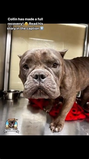 96 reactions · 22 shares | Look at Collin’s amazing recovery thanks...