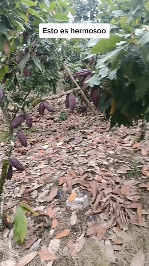 Exploring a Beautiful Cacao Plantation