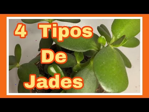 4 tipos de Jades para todos los amantes de las plantas 🤗😄