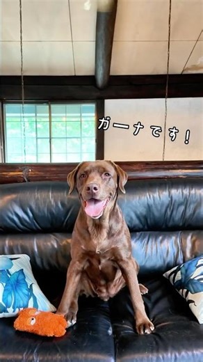愛犬と行くならここ！ #hakuba #petfriendly #nagano #ペットok