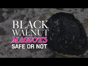 Black Walnuts with Maggots, Are They Still Good? (How to Crack Nuts #8)