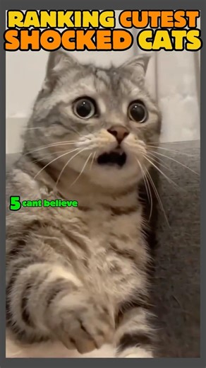 Top 5 Most SHOCKED Cats EVER 🙀 (Try Not To Laugh)