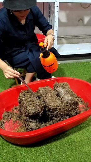 scorpion breeder on TikTok