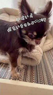 隠れてるここまるを必死で守るこげまる。#こげまる #ここまる #チワワ #癒し動画 #ペット #chiwawa #日常動画 #チワワのいる生活 #dog #多当飼い